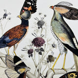 Fimm Fuglar - Artist Proof