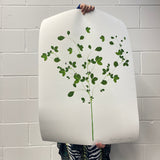 Remote Islands Pressed Flowers - Artist Proof