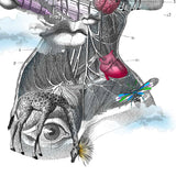 Navigating Draumaland - Art Print - Kristjana S Williams Studio