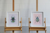 Beetle - Coral - Framed Artwork - Kristjana S Williams Studio