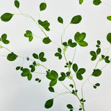 Remote Islands Pressed Flowers - Artist Proof