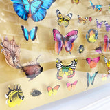 Specimen Tray - Gullfiskur - Original Artwork 2023 - Kristjana S Williams Studio