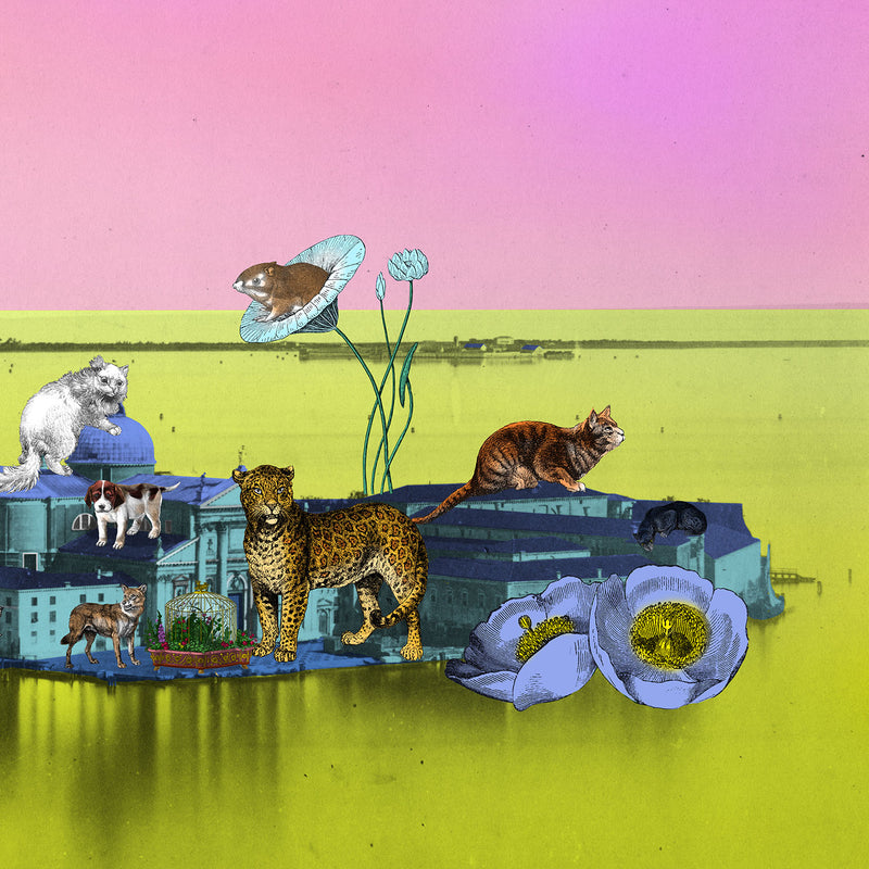 Luminous Gatti Eyja - Art Print - Kristjana S Williams Studio