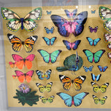 Specimen Tray - Peacock - Mini Original 3D Artwork - Kristjana S Williams Studio